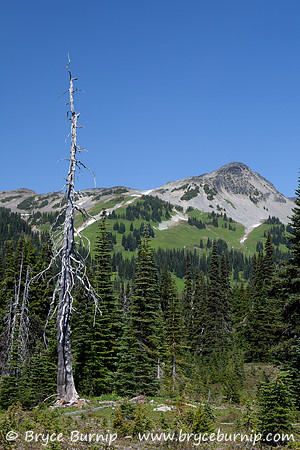 Garibaldi Provincial Park, BC, Canada - Black Tusk Meadows