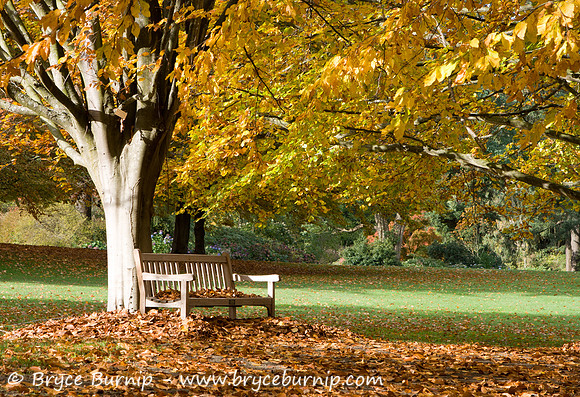 Vancouver, BC, Canada - VanDusen Botanical Garden Fall