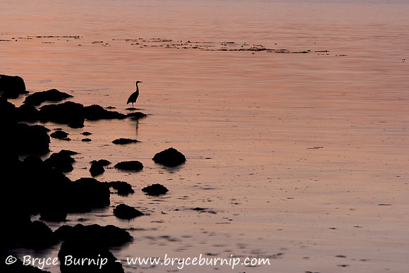 Vancouver, BC, Canada - Sunrise in Coal Harbour