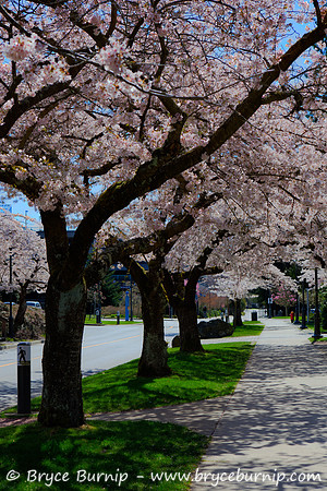 Vancouver, BC, Canada - Vancouver Cherry Blossoms