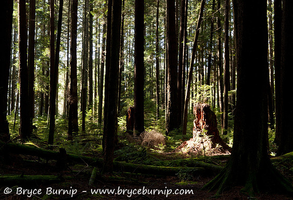 Vancouver, BC, Canada - Pacific Spirit Park