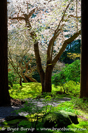 Vancouver, BC, Canada - Vancouver Cherry Blossoms