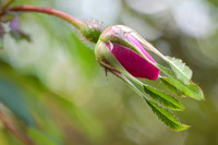 Macro
