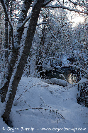 Whistler Trees