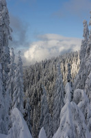 Seymour, Grouse & Cypress