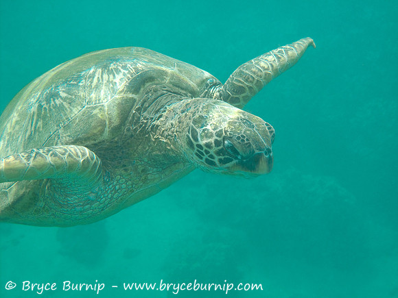 Maui, Hawaii, USA - Turtle at Makena Landing (Aka Turtle Town)