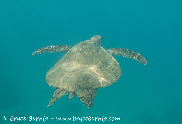 Maui, Hawaii, USA - Turtle at Makena Landing (Aka Turtle Town)