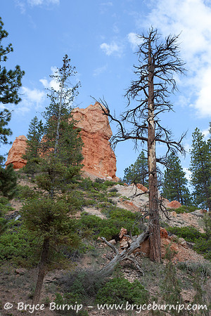 Bryce Canyon National Park, Utah - Hoodoos in the amphitheater