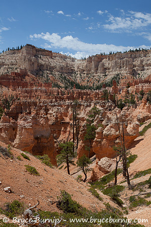 Bryce Canyon National Park, Utah - Hoodoos in the amphitheater