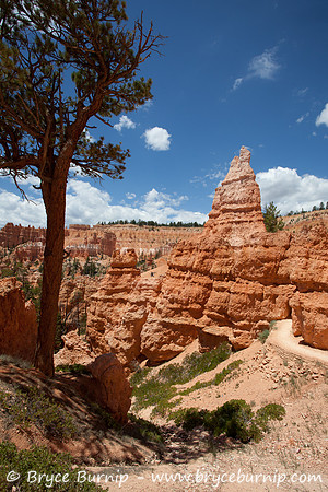 Bryce Canyon National Park, Utah - Hoodoos in the amphitheater