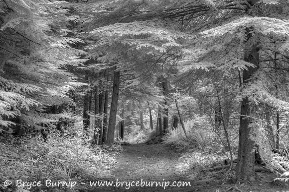 Belcarra Regional Park, BC, Canada - Jug Island Beach Trail