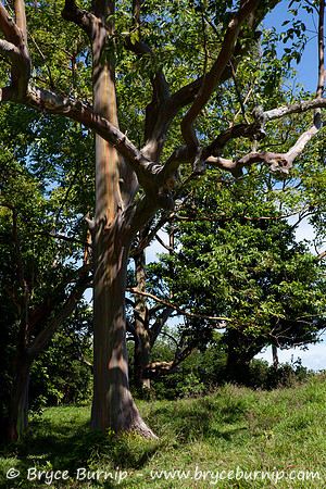 Maui, Hawaii, USA -  Painted Eucalyptus