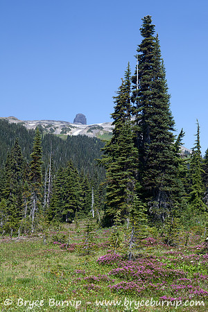 Garibaldi Provincial Park, BC, Canada - Black Tusk Meadows
