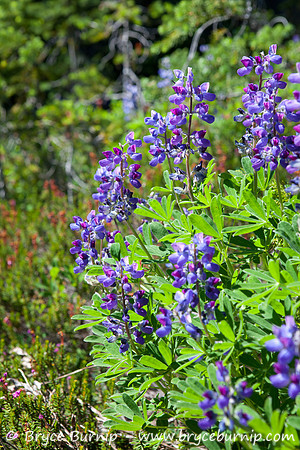 Garibaldi Provincial Park, BC, Canada - Black Tusk Meadows
