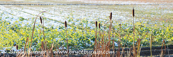 Richmond, BC, Canada - South Dikes Bulrushes