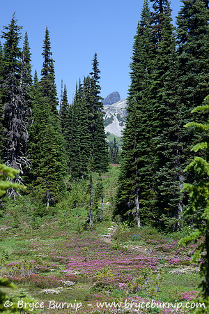 Garibaldi Provincial Park, BC, Canada - Black Tusk Meadows
