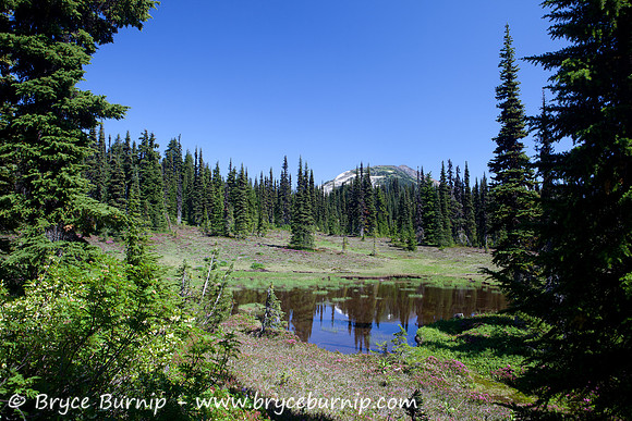 Garibaldi Provincial Park, BC, Canada - Black Tusk Meadows