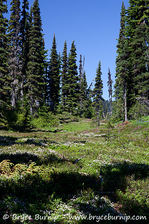 Garibaldi Provincial Park, BC, Canada - Black Tusk Meadows