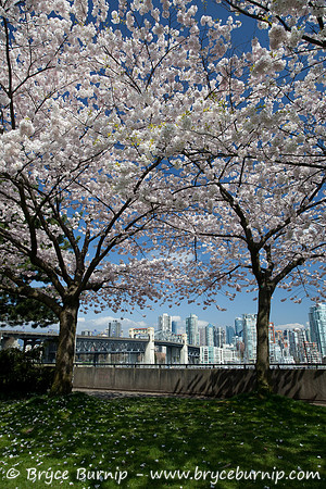 Vancouver, BC, Canada - The Burrard Street Bridge & Cherry Blossoms