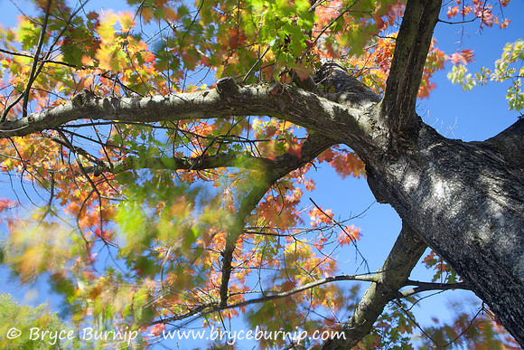 Fall is here, The gorgeous colours are coming..