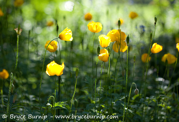 Flowers and Gardens